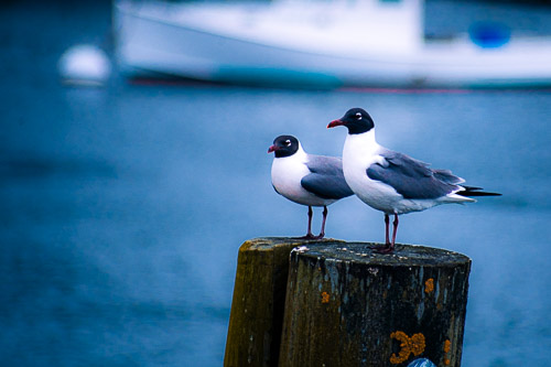 Boothbay Harbor, ME - May 2025